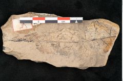 Foto (Detailansicht) von Lomatia pseudoilex  (NHMW-GEO-2024-0188-11440)